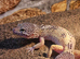 Female leopard gecko