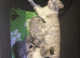 Girls and boys available Persian cross
