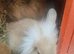 Miny lion head ready now