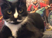 Affectionate tuxedo kitten available