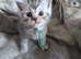 Full British shorthairs