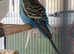 Bonded pair of budgies