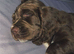 Clumber spaniel puppy