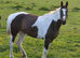 16hh mare