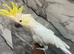 Handreared Friendly Super Tame Cuddy Lesser Sulphur Crested Cockatoo Parrot,27