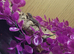 Captive Bred Baby Jewelled Lacertas Available