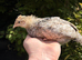 Crested Cream Legbar 4 week old chicks
