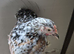Pair of millefleur pekin bantams
