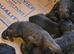 German shepherd puppies