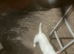 Jack russell perfect example