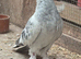 Turkish Pigeons for sale