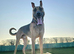 Mali cross shepard