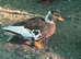 Call ducks