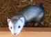 Silver Jill kits