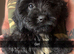 Sproodle puppy&rsquo;s