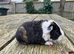 Teddy boars