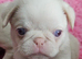 Beautiful Pink Pug puppies for sale
