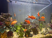 School of Rosy Barbs.