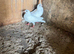 Pair of Garden Doves