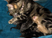 British short hair cross kittens