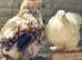 Trio pekin bantams