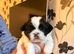 Pekingese puppies