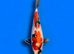 Young koi for sale