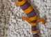 Mixed morph leopard geckos