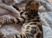 Bengal girl kitten Purebred