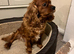 F1 Cavapoo Puppies for sale