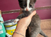 3 Male kittens