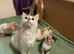 Siamese kittens in need of a forever home