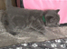 (One boy left now )have first litter of five amazing Bsh blues kittens(one boy left)