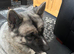 Akita