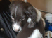 Beautiful F1 Sprocker Puppies
