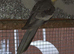Cockatiel and Kakariki pairs