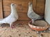 Pigeons