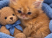 3 persian kittens left