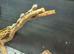 Baby bearded dragons