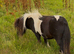 Registered mini gelding