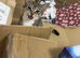 Female cat around 6 months old