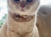 Fawn British Shorthair READY ON FRIDAY