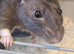2 Beautiful Male Rats, 5 months old