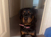2 year old female Rottweiler