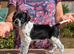 Stunning KC reg Pointers 2 girls left