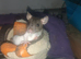 1 male dumbo and cute other rats