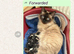 Ragdoll X Kittens (Ready Now)