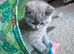 British short hair female Kitten