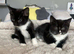 16 weeks lovely kittens
