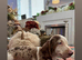 Duchund puppies